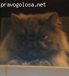 Спасибо за здоровую кошку