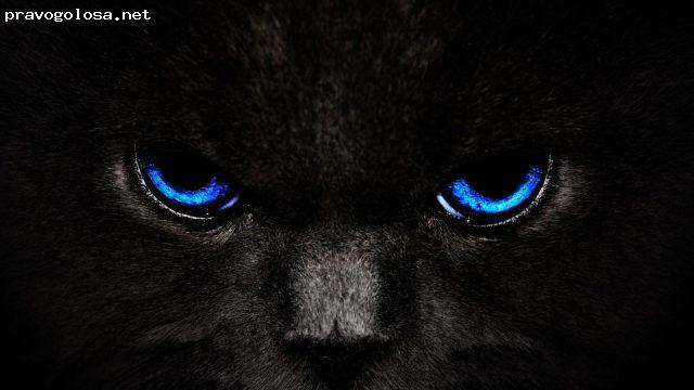 Отзыв на author24.ru курсовые, рефераты, дипломы