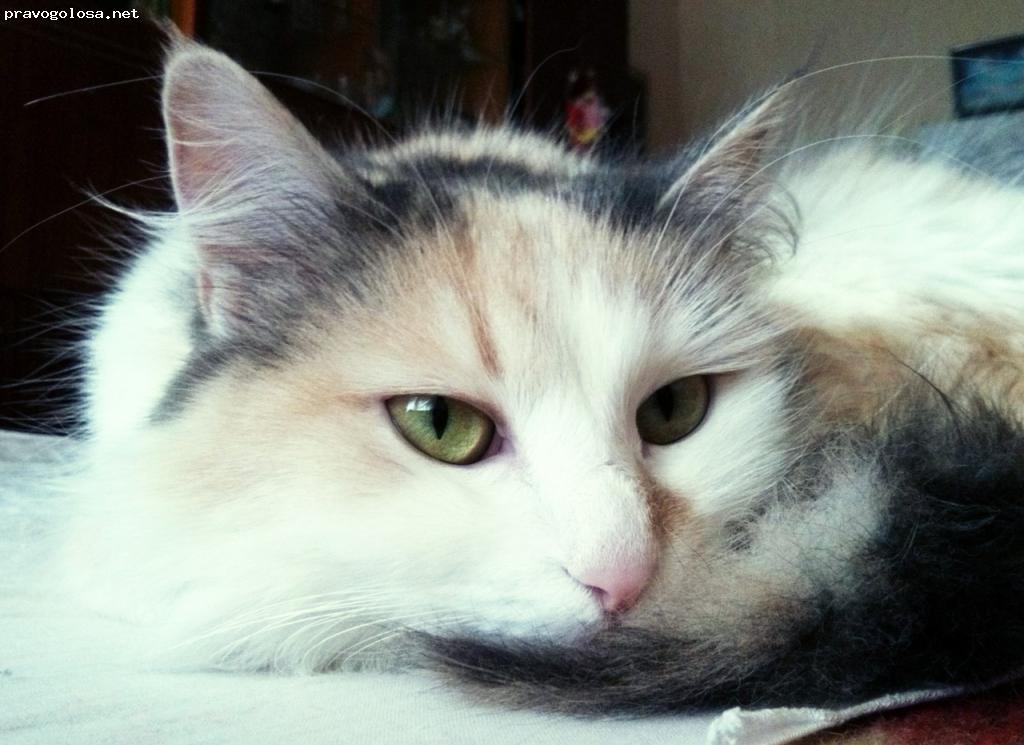 Отзыв на "Энимал сервис" ветеринарная клиника