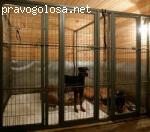 Отзыв на Питомник по разведению собак "OF YORK