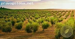 Отзыв на Инвестиционный проект BioDeposit