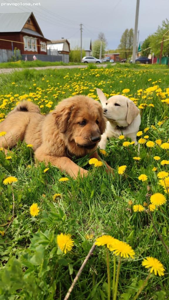 Отзыв на Школа дрессировки собак Akita Dog School