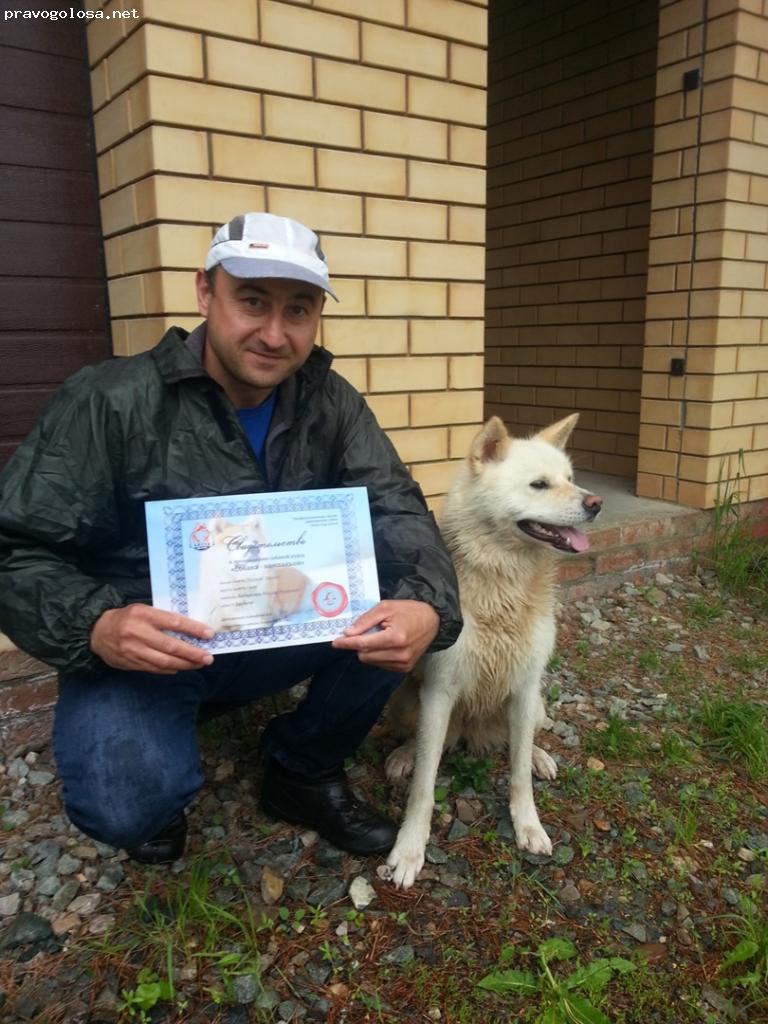 Отзыв на Школа дрессировки собак Akita Dog School