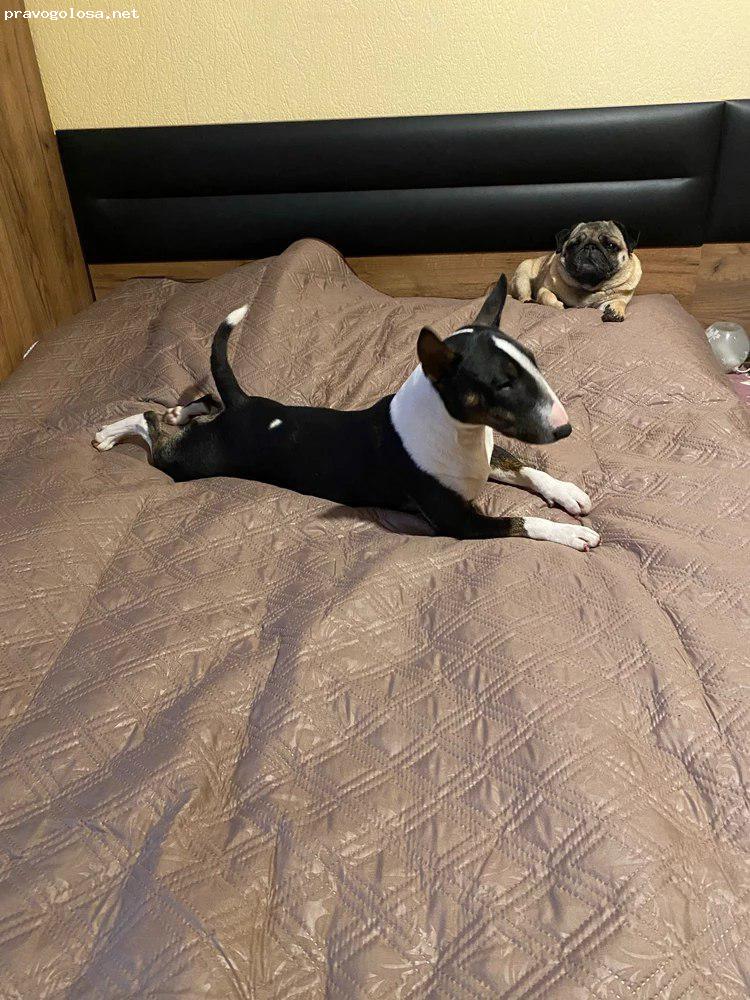 Отзыв на NeSaDen