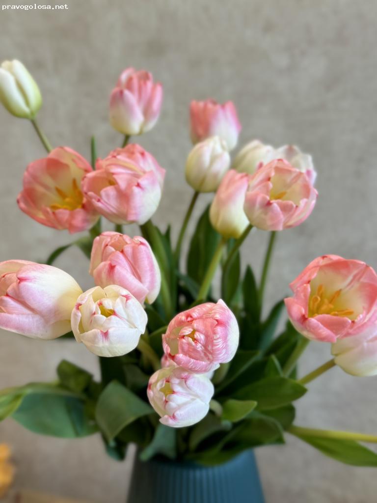 Отзыв на Wisteria garden