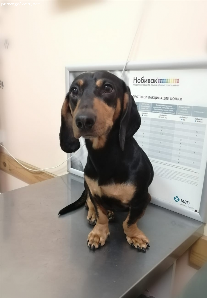 Отзыв на Ветеринарная клиника "Друг"