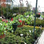 Отзыв на Цветочный магазин «Зелёный мир»