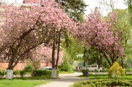 Отзыв на Ужгородский Национальный университет