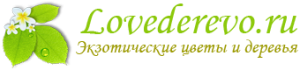 Интернет магазин живых экзотических деревьев (lovederevo.ru) Интернет магазин живых экзотических деревьев (lovederevo.ru)